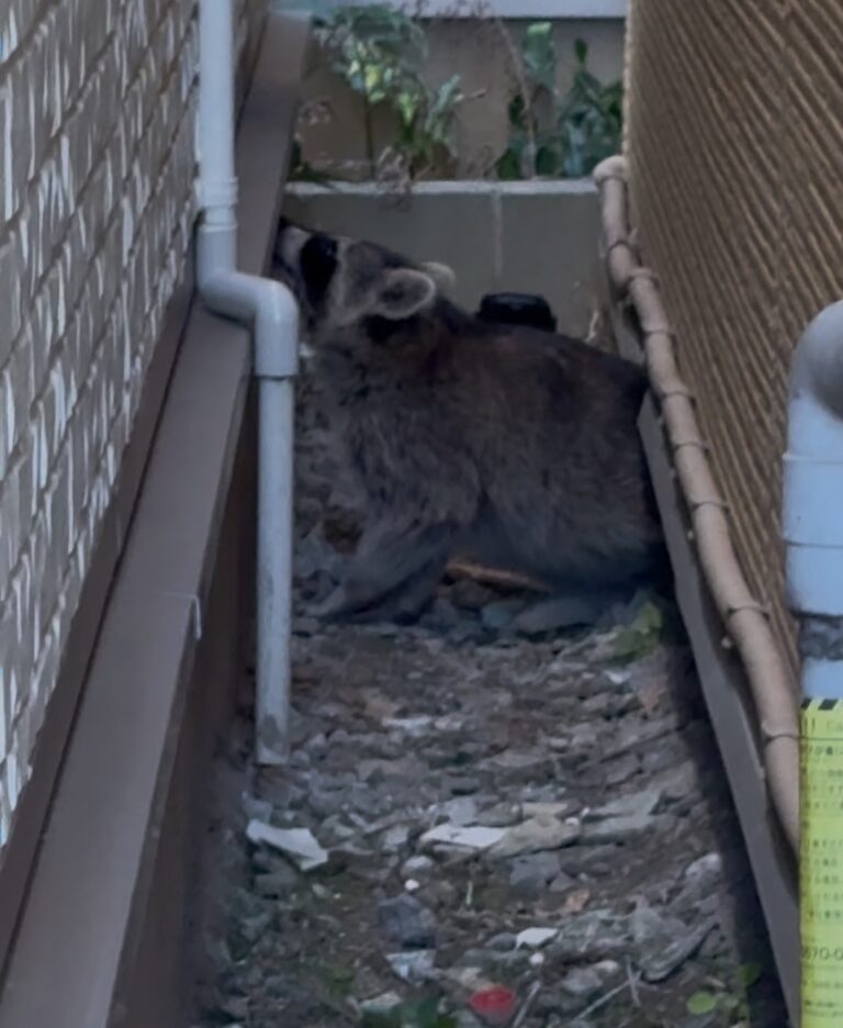 東京都杉並区アライグマ駆除
