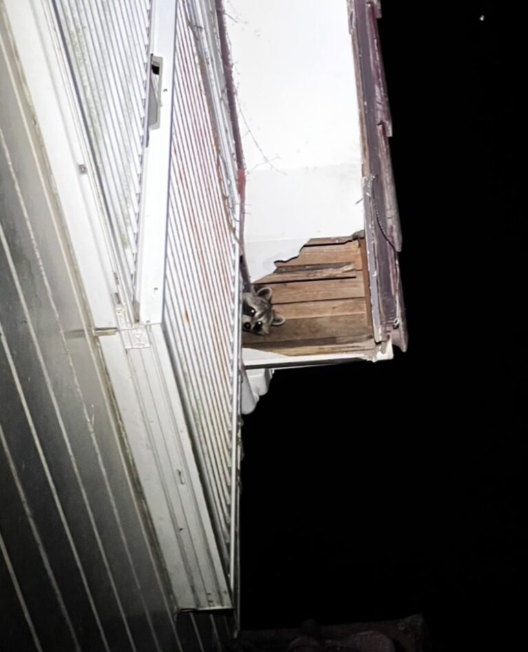 千葉県九十九里町アライグマ駆除