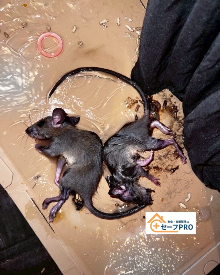 東京都豊島区　ネズミ駆除依頼