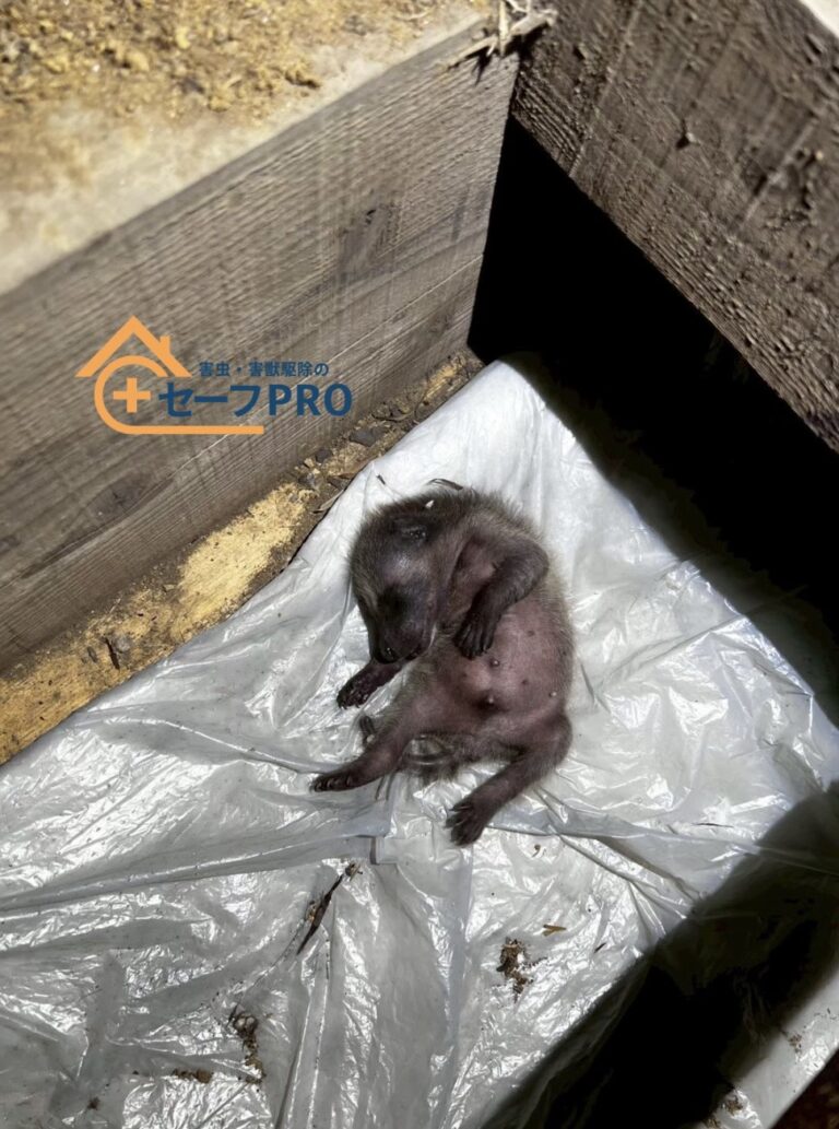 千葉県山武市　アライグマ駆除依頼