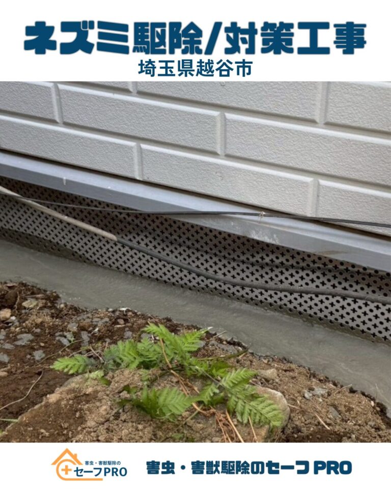 埼玉県越谷市　ネズミ駆除依頼