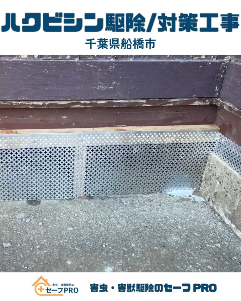 千葉県船橋市　ハクビシン駆除依頼