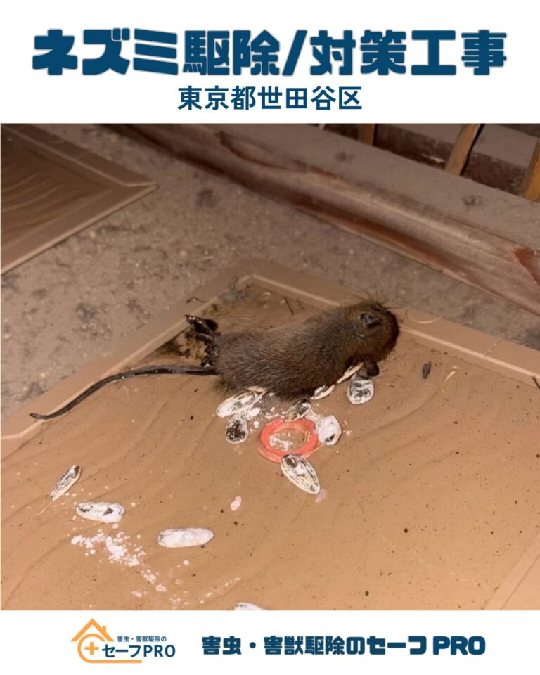 東京都世田谷区　ネズミ駆除依頼