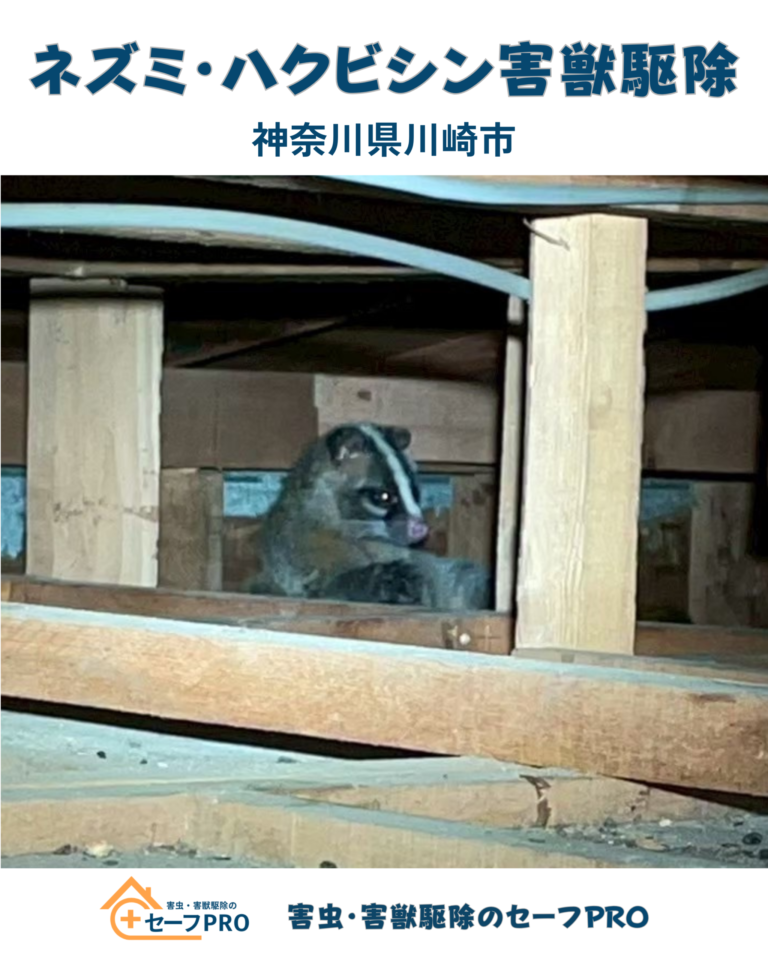 神奈川県川崎市　ネズミ・ハクビシン駆除依頼