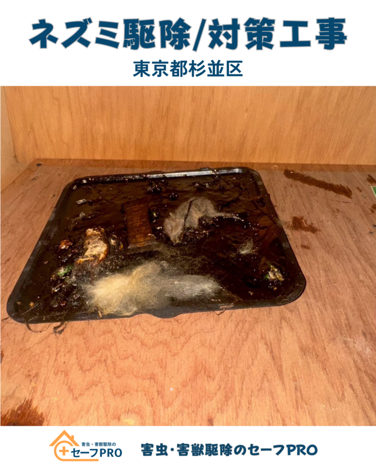 東京都杉並区　ネズミ駆除依頼