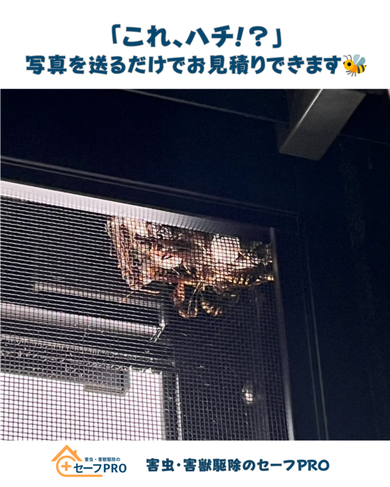 「これ、ハチの巣かも？」写真を送るだけでお見積りできます🐝